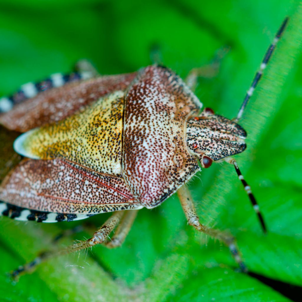 Lawn Repair After Chinch Bug Infestation