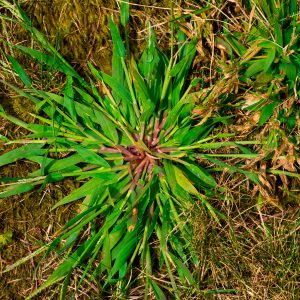 What Crabgrass looks like Chinch Bugs