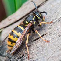 enviro-extermination-wasp