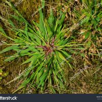 stock-photo-close-up-of-crabgrass-weed-from-my-garden-711112417