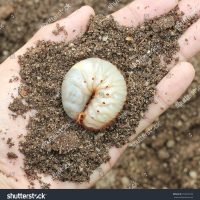 stock-photo-image-of-grub-worms-in-the-human-hand-259378742