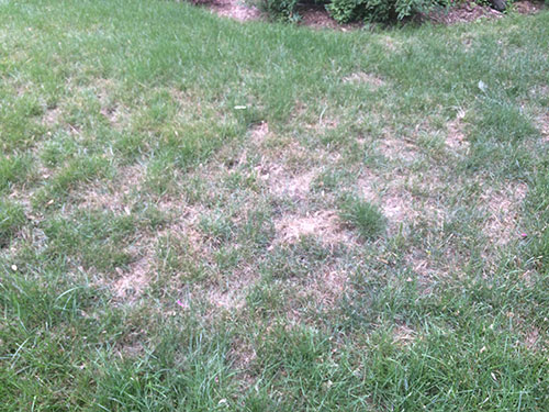 Lawn Care for Summer Laval